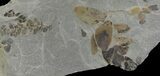 Fossil Fern (Neuropteris & Macroneuropteris) Plate - Kentucky #142414-1